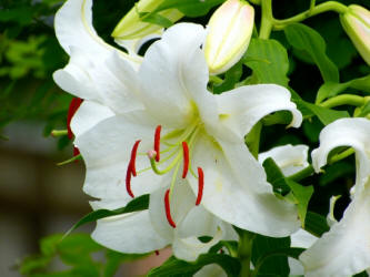 カサブランカ ユリ ユリ科 百合 花 白 植物 オリエンタルユリ ゆり 葉 緑